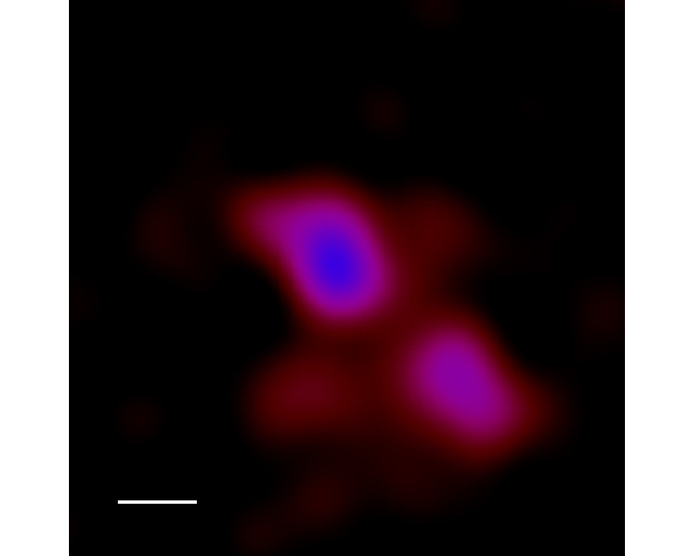 Рентгеновское излучение из центра галактики J1329+3234. Синий цвет соответсвует лучам самых высоких энергий, красный - самых низких.  Белая калибровочная полоска эквивалентна расстоянию в 3.3 килопарсека. Источник:  ESA/XMM-Newton/N. Secrest