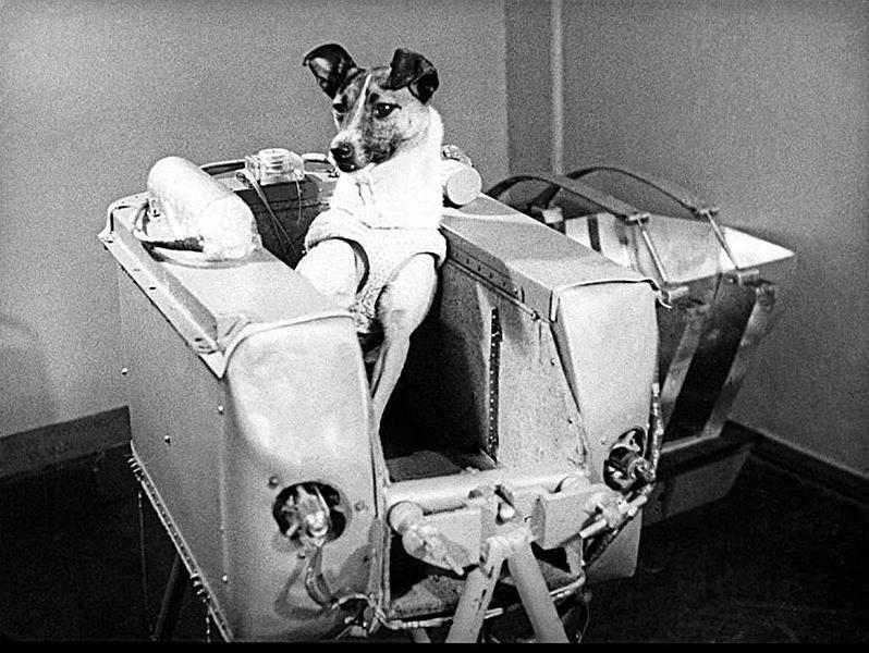 Лайка собака-космонавт